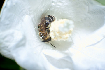 蜂