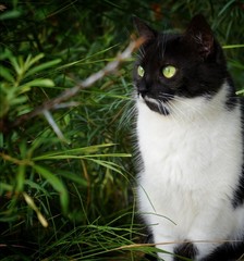 Domestic black-and-white cat sits in green bushes and looks to the side. Close up.