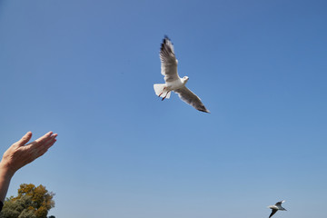 Feeding seagulls flying over the lake on a Sunny day