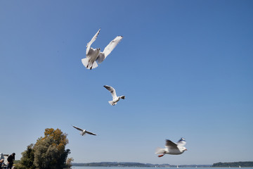 Feeding seagulls flying over the lake on a Sunny day