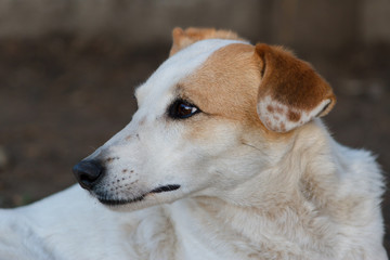 lonely stray dog portrait with sweet look