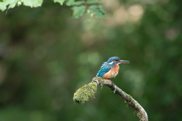 Eisvogel