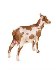 chèvre, laitière, mamelles, animal, ferme, blanc et marron,  mollet, isolé, noir, fond blanc, bétail, agriculture, mammifère, gazon, jeune, lait, debout, prairie, champ, mouton, rural, de dos