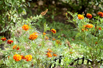Beautiful marigolds bloom in the summer garden on a bright sunny day