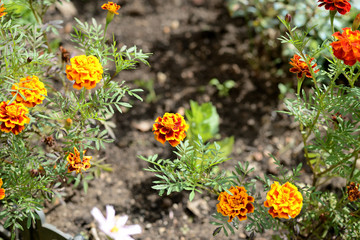 Beautiful marigolds bloom in the summer garden on a bright sunny day