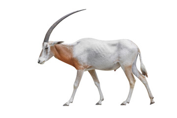 Wildlife Africa Scimitar Oryx iisolated on white background. Clipping path included.