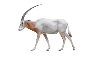 Papier Peint Lavable Antilope Wildlife Africa Scimitar Oryx iisolated on white background. Clipping path included.