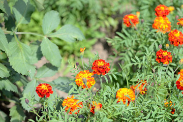 Beautiful marigolds bloom in the summer garden on a bright sunny day