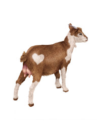 chèvre, laitière, coeur, mamelles, animal, ferme, blanc et marron,  mollet, isolé, noir, fond blanc, bétail, agriculture, mammifère, gazon, jeune, lait, debout, prairie, champ, mouton, rural, de dos