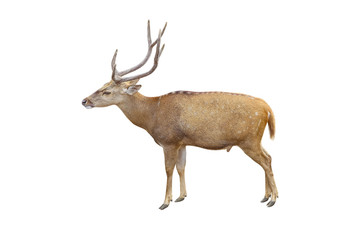 deer isolated on white background with clipping path
