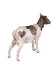 chèvre, laitière, coeur, mamelles, animal, ferme, blanc et noir,  mollet, isolé, noir, fond blanc, bétail, agriculture, mammifère, gazon, jeune, lait, debout, prairie, champ, mouton, rural, de dos