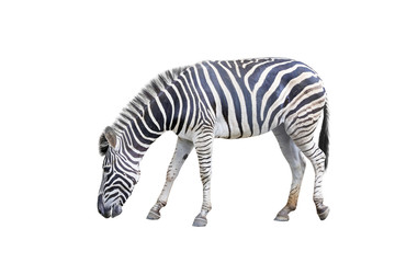 zebra wildlife isolated on white background with clipping path