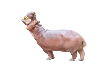 hippopotamus isolated on white background with clipping path
