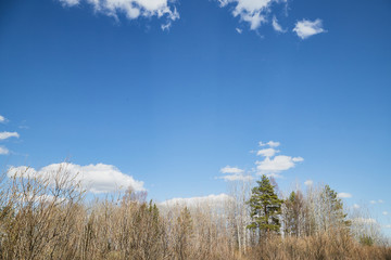 Spring landscape with yellow grass, tree without leaves in forest and blue sky with white clouds in background