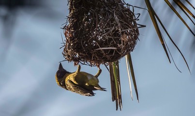A weaver bird constructs its nest in a palm tree.