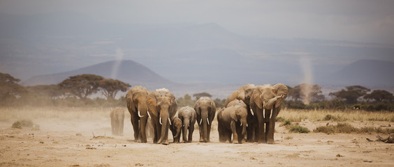 wildlife in Africa