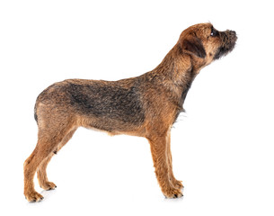 young border terrier