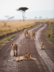wildlife in Africa