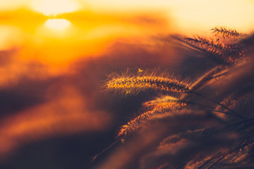 Fototapeta na wymiar grass flower sunset dusk dawn sky nature background