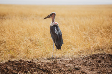 wildlife in Africa