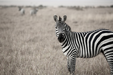 Fototapeta na wymiar wildlife in Africa