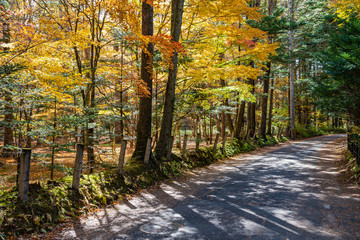 Karuizawa autumn scenery street view, colorful tree with red, orange, yellow, green, golden colors around the town in sunny day. Famous tourist attractions. Karuizawa, Nagano Prefecture, Japan