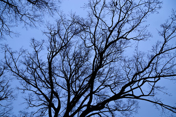 Tree branches without leaves against blue sky. Natural environmental pattern or background.