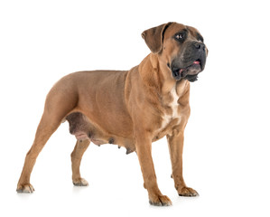 adult cane corso