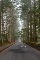 Karuizawa spring scenery street view, giant trees around the road in foggy day. Famous tourist attractions. Karuizawa, Nagano Prefecture, Japan