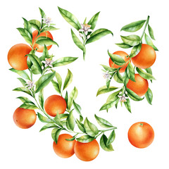 Oranges on a branch set. Isolated watercolor illustration of citrus tree with leaves and blossoms.