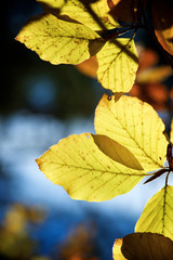 Autumn in the Pyrenees