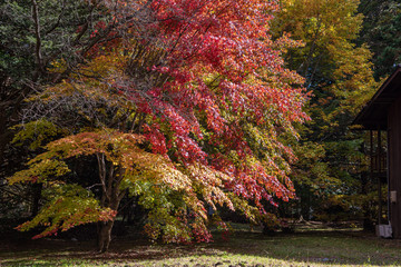 Karuizawa autumn scenery view, one of best-known resort villages in Japan. colorful tree with red, orange, yellow, green, golden colors around the country house in sunny day, Nagano Prefecture, Japan