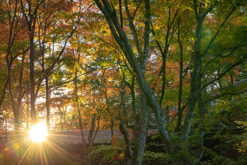 Karuizawa autumn scenery view, one of best-known resort villages in Japan. colorful tree with red, orange, yellow, green, golden colors around the country house in sunny day, Nagano Prefecture, Japan
