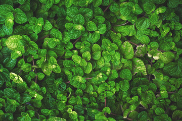 Pilea nummulariifolia (Creeping Charlie) background.