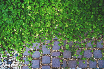 Pilea nummulariifolia (Creeping Charlie) leaves and stone path background.
