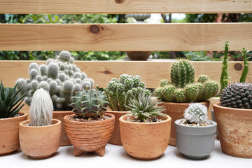 Succulents and Cactus in different clay pots on the white table. Scandinavian hipster home decoration.