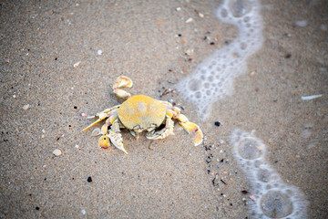 A crab that walks on the beach, the seafront, the morning  