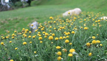 dandelions in a meadow