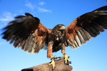 Wüstenbussard (Parabuteo unicinctus)