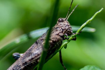 grasshopper on leaf