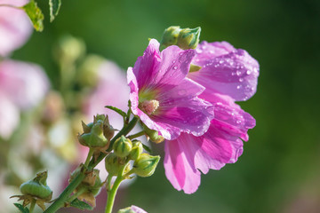 Obraz premium Pink flowers grow in the garden