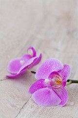 Fototapeta na wymiar Minimalist Pink Orchid Flower On Wood