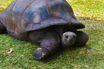Fototapeta premium Tortuga gigante terrestre