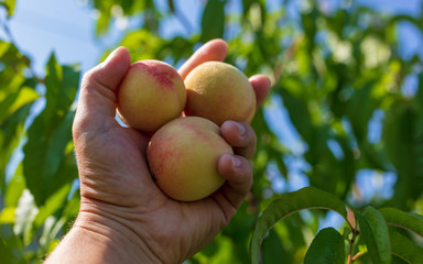 Ripe peach fruit in hand on nature