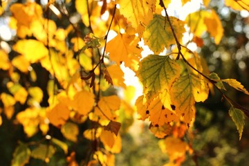 Autumn yellow leaves background. Birch branches with golden leaves in  sunshine. Autumn nature background.Fall season