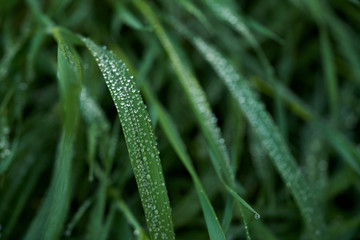 Green grass with dew drops on it.