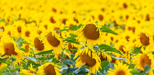 Sunflowers grow in the field