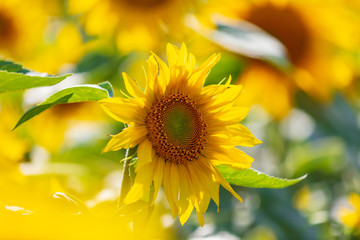 Sunflowers grow in the field