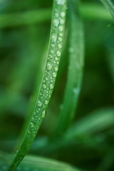 Green grass with dew drops on it.