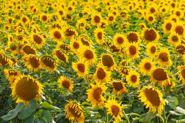 Fototapeta premium Sunflowers grow in the field
